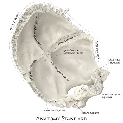 Anatomy Of The Occipital Bone Anatomy