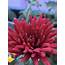 Buy Chrysanthemum Maroon Live Plant  BloomyBliss Flower Shop