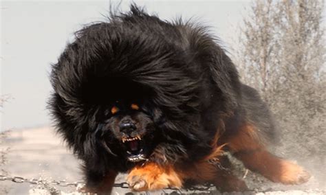 What Is The Most Dangerous Dog Breed In The World 2020 Photos