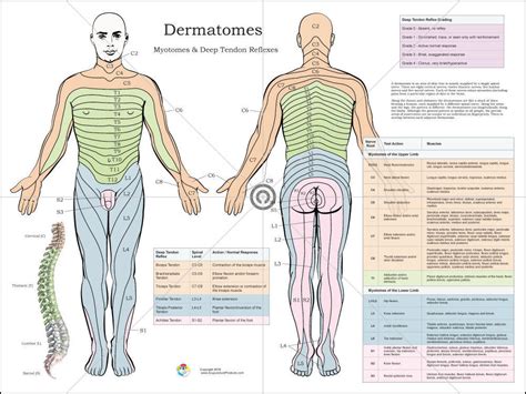 Dermatomes Nerve Poster