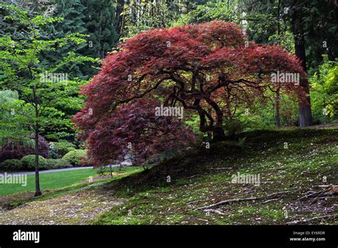 Japanese Garden In Portland Oregon Stock Photo Alamy