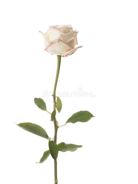 White Pink Rose On A White Background Stock Photo Image Of Garden