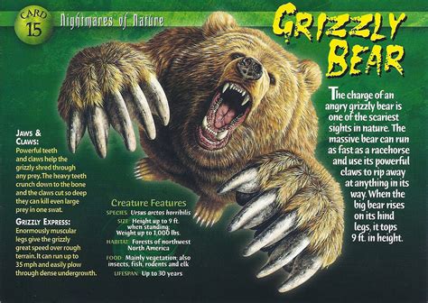 Grizzly Bear Wierd Nwild Creatures Wiki Fandom Powered By Wikia