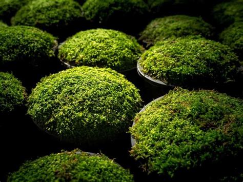 Check out amazing mosses artwork on deviantart. How to Grow Moss Indoors (Quick Guide for Beginners ...