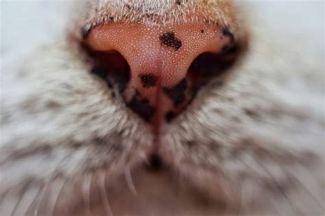What Should You Know About Nosebleed In Cats Cat Lovers