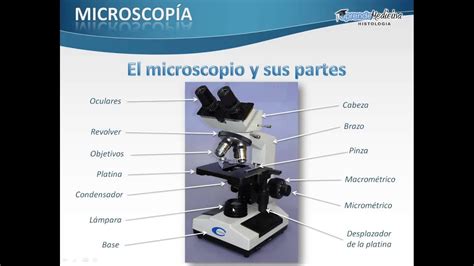 Los microscopios se componen generalmente de piezas estructurales para sujetar y sostener el microscopio, además de sus componentes y las piezas ópticas que se utilizan para ampliar y ver las imágenes de la muestra. El microscopio y sus partes - YouTube