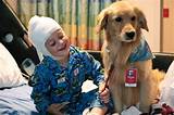 Pictures of Service Dogs In Hospitals