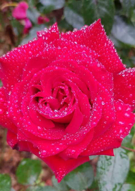 Free Images Red Rain Raindrop Nature Flower Garden Roses