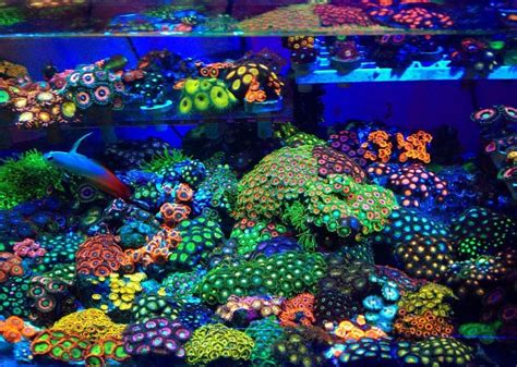 Pin By J Surge On Ocean Life Reef Aquarium Saltwater Fish Tanks