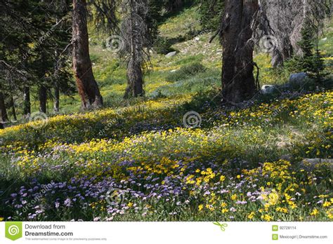 Mountain Wildflowers Stock Photo Image Of Mountain Countryside 92728114