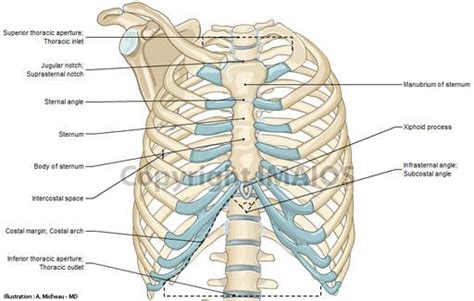 Bones of the chest and upper back. Parts of the Chest Bones For many, the chest is made up of a single rigid bone called the sternum