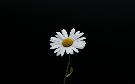 Download 2880x1800 Wallpaper Portrait White Flower Minimal Daisy