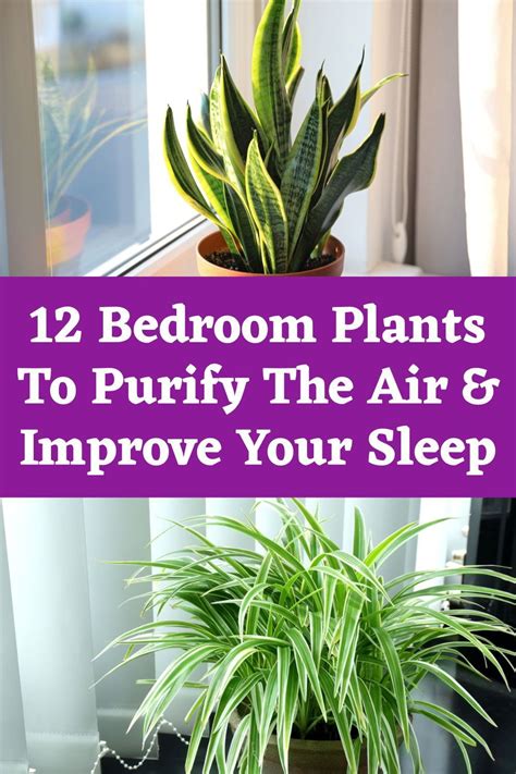 12 Bedroom Plants To Purify The Air And Improve Your Sleep Indoor Plant Care Bedroom Plants Plants