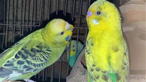 Budgies Mating Behaviors Call Sounds Parakeets Mating Behaviors Call Sounds Kichirmichir