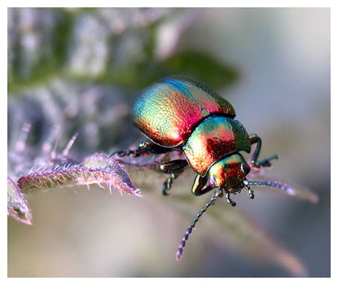 Metallic Beetles Creepy Animals