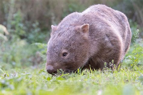 Wombats And Waterfalls An Amazing Kangaroo Valley Day Trip From Sydney