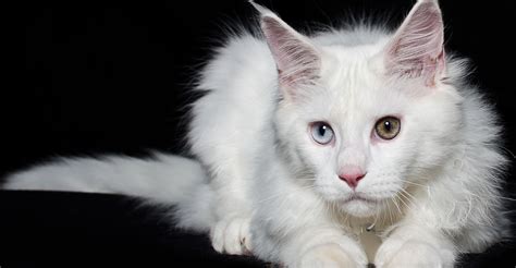 Yes, you need to keep an eye on them around babies, but no more than any other animal. This White Cat Had Been Stealing The Neighboring Dog's ...