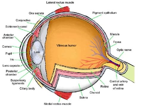 Anatomy Of Eyeball