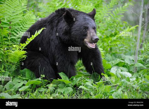 Black Bear In Meadow Minnesota Usa Stock Photo Alamy