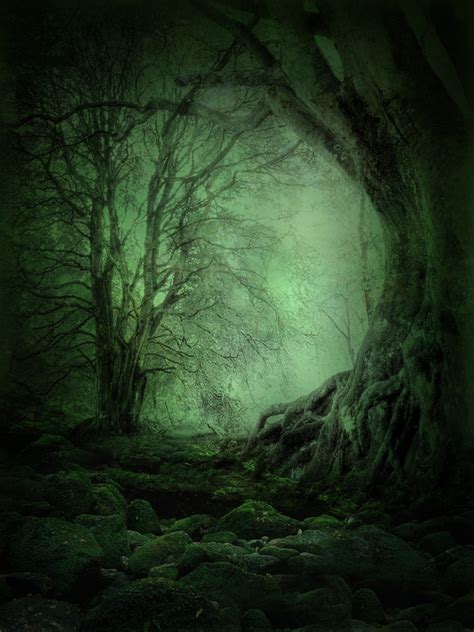 Mysterious Forest Stock Photo 13 Free Download
