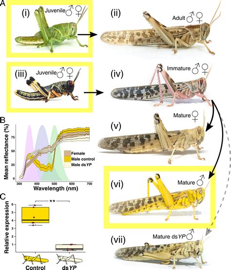 Sexual Repurposing Of Juvenile Aposematism In Locusts Pnas