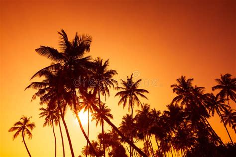 Palm Trees Silhouettes On Tropical Beach At Summer Warm Vivid Sunset