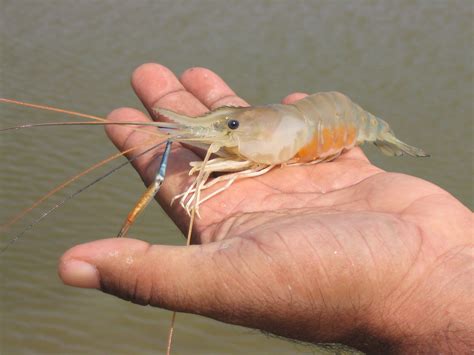 Evaluating A Selective Breeding Program For Giant Freshwater Prawns In