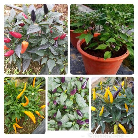 Ready Stock Pokok Cili Dalam Pasu Chilli Plant Direct From Cameron