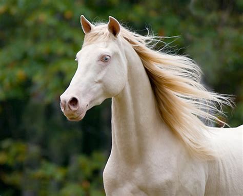 Top 5 Rare And Most Unique Horse Breeds