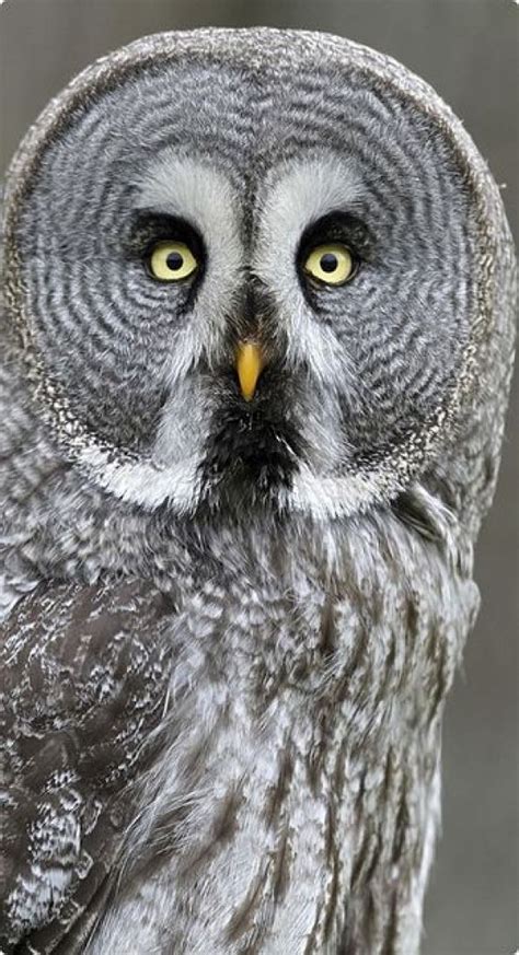 Great Grey Owl Cutest Paw Owl Beautiful Birds Gray Owl