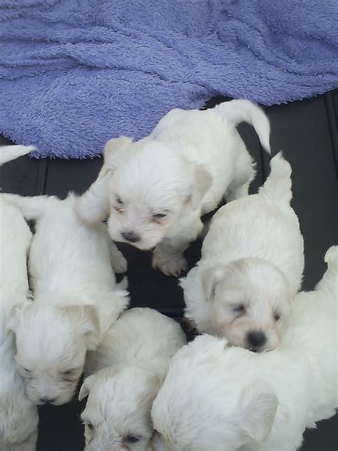 There is also a need for new homes for cotons that have been rescued or those that may be retirin. Coton De Tulear Puppies — Dog Adoption France - PoorPaws