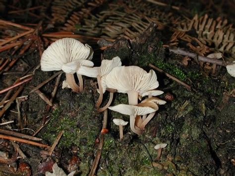 Free Picture Wood Moss Spore Poison Fungus Mushroom Toxic Nature