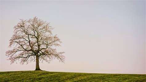 Beautiful Lonely Tree Background For Powerpoint Nature Ppt Templates