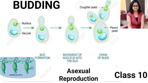 Budding An Asexual Mode Of Reproduction In Hydra And Yeast Class 10