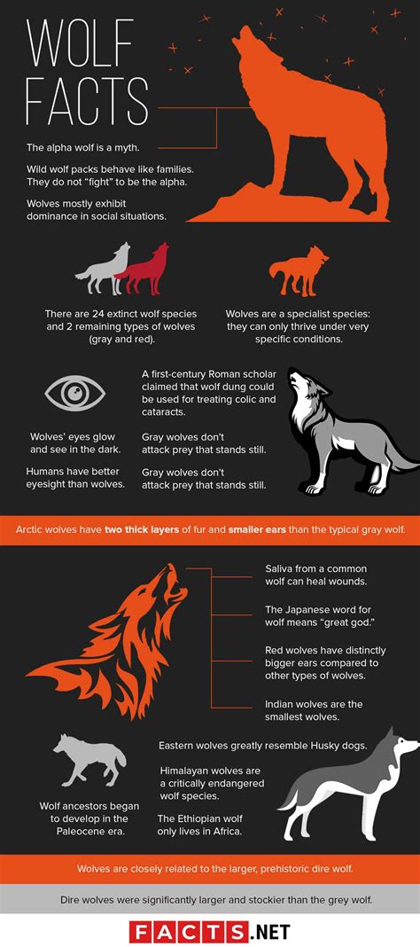 70 Interesting Wolf Facts That The Media Never Told You