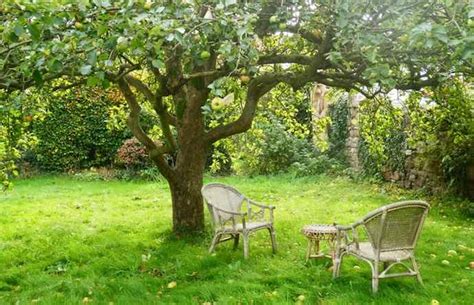 Second, take out vertical water sprouts in the center of. How To Prune Old And Neglected Apple Trees