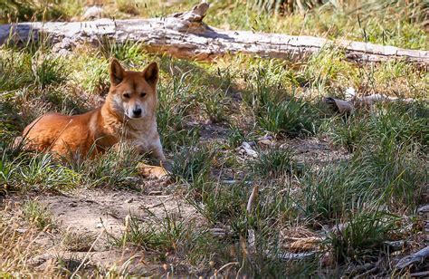 Dingo Cleland Wildlife Park Abhijit Jere Flickr