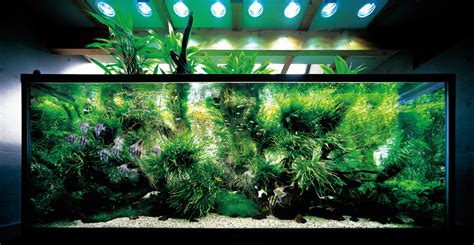 Merging his knowledge of landscape photography with aquarium design, he gave birth to his own unique style. Takashi Amano Home Aquarium - 1000+ Aquarium Ideas
