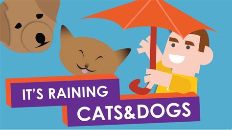 Picture Of Cats And Dogs Raining It S Raining Cats And Dogs New Song