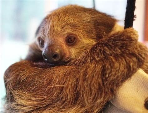 Oregon Washington Sloth Sanctuary Center Sloth Sleepover Hold A Sloth Meet A Sloth Sloth