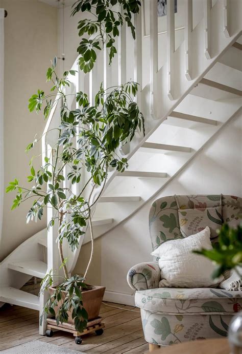 Cómo Decorar Con Plantas De Interior Ideas Fáciles Para Toda Tu Casa