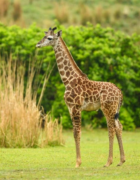 Baby Giraffe Born At Disney World In Front Of Guests Returns To The Savanna