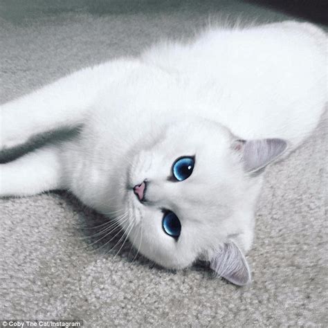 Coby The Blue Eyed Cat Wins Over Almost 300000 Fans On