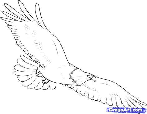 How To Draw A Harpy Eagle Flying Homefashiondesignerstudiolivingrooms