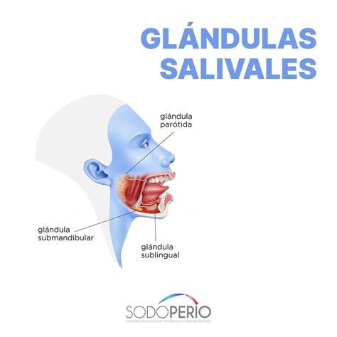 Las Glándulas Salivales Producen Saliva Que Ayuda A La Digestión