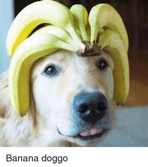 New Fruit That You Can Pet Banana Doggo Rfunny