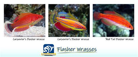 Wrasse Species Spotlight What To Know About Keeping Them 2023