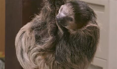 Watch As Sloths Take Over A Dmv Just Like In Disneys “zootopia” Brit