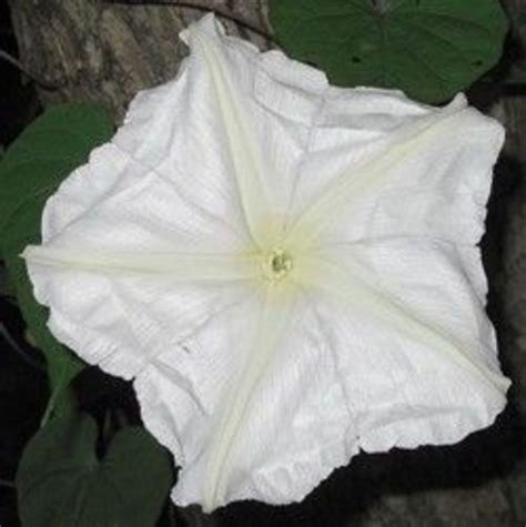 Moon flowers are so called because they bloom in moonlight. Moonflowers: Night-Blooming Plants | Dengarden