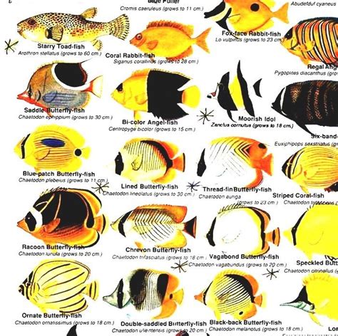 List Of Marine Aquarium Fish Species Wikipedia